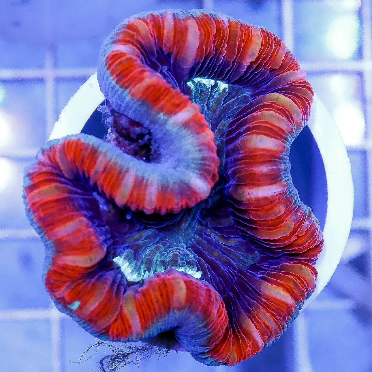 Brain Coral, Trachyphyllia 2.25" WYSIWYG