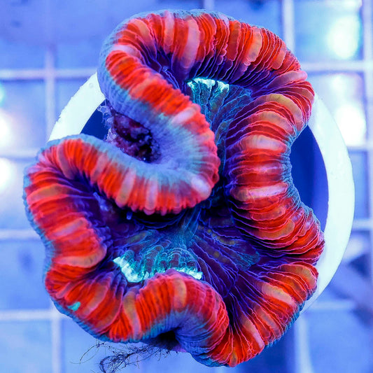 Brain Coral, Trachyphyllia 2.25" WYSIWYG