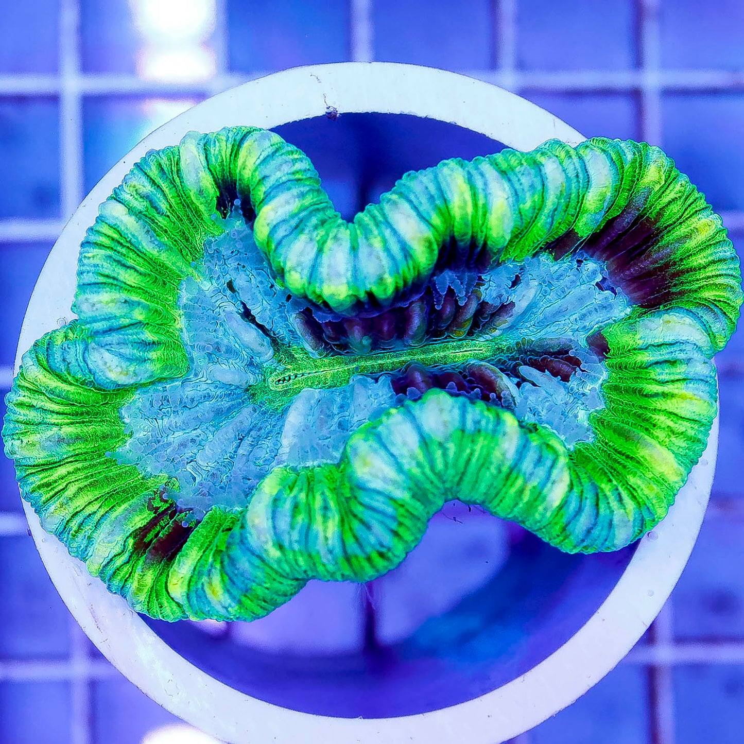 Brain Coral, Trachyphyllia 2.25" WYSIWYG