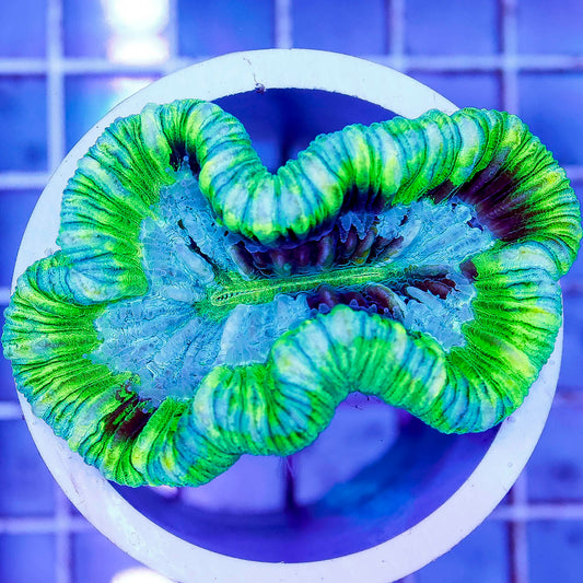 Brain Coral, Trachyphyllia 2.25" WYSIWYG