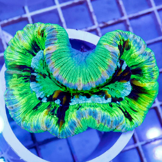 Brain Coral, Trachyphyllia 2.25" WYSIWYG