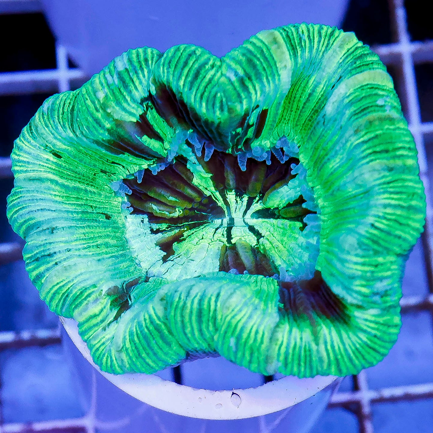 Brain Coral, Trachyphyllia 2.25" WYSIWYG