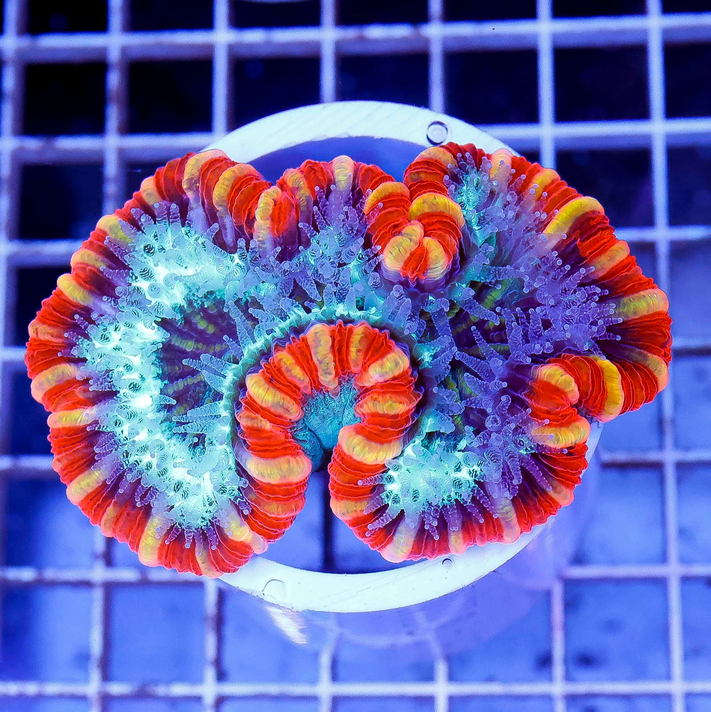 Brain Coral, Trachyphyllia 2.75" WYSIWYG
