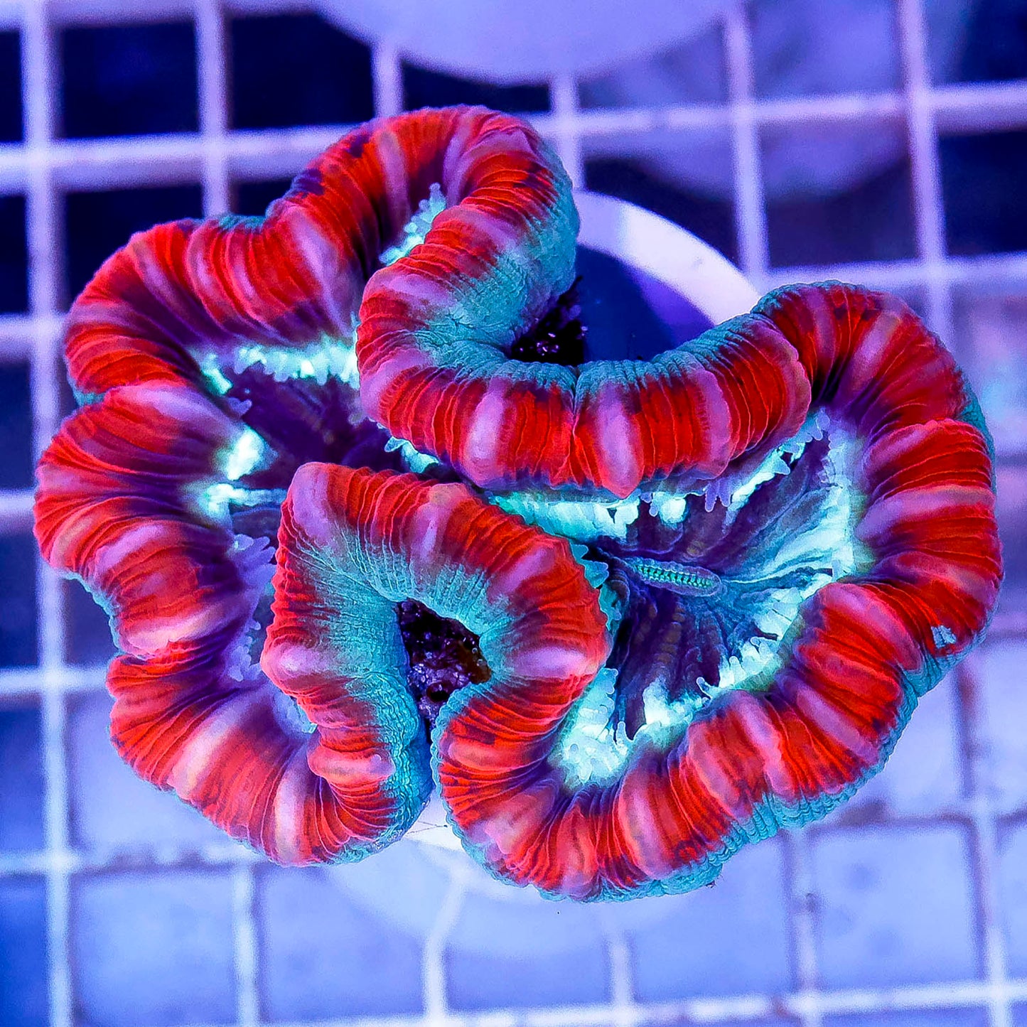 Brain Coral, Trachyphyllia 2.5" WYSIWYG
