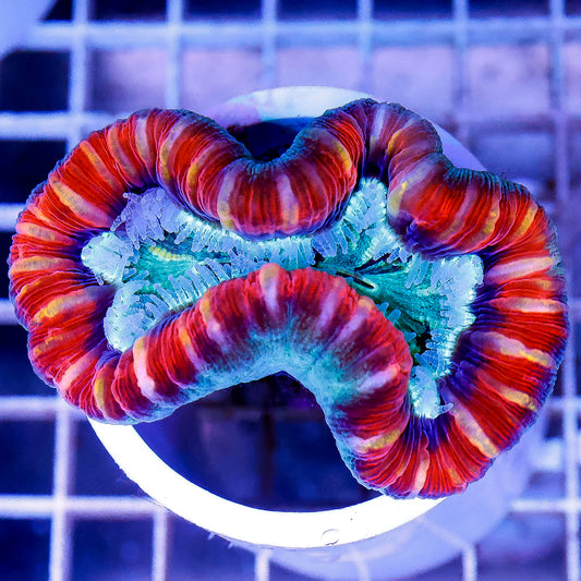 Brain Coral, Trachyphyllia 2.75" WYSIWYG
