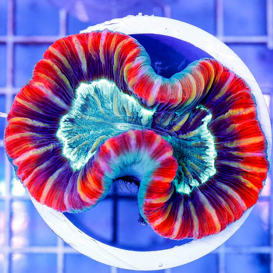 Brain Coral, Trachyphyllia 2.5" WYSIWYG