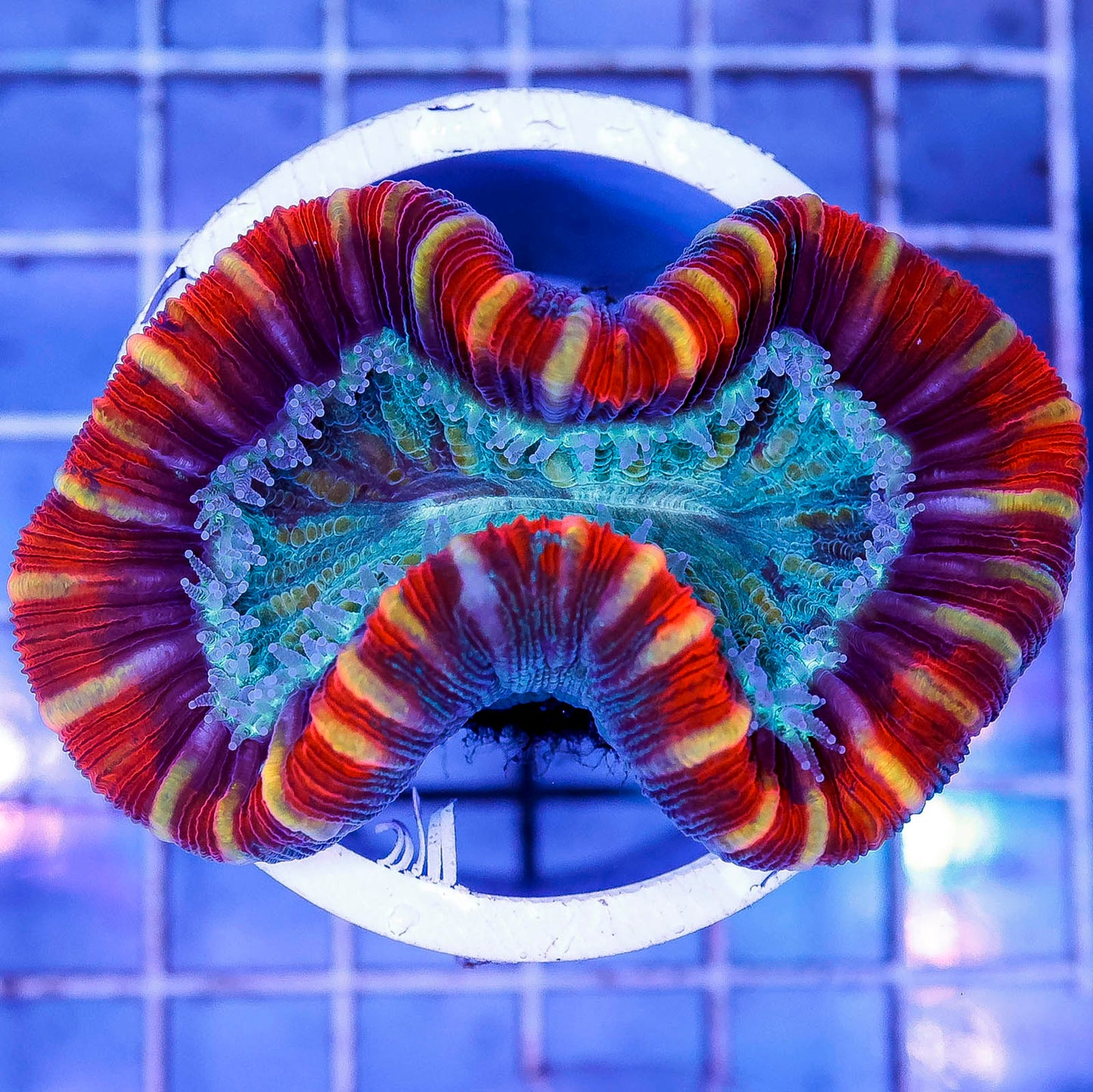 Brain Coral, Trachyphyllia 2.75" WYSIWYG
