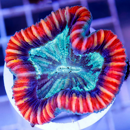 Brain Coral, Trachyphyllia 2" WYSIWYG