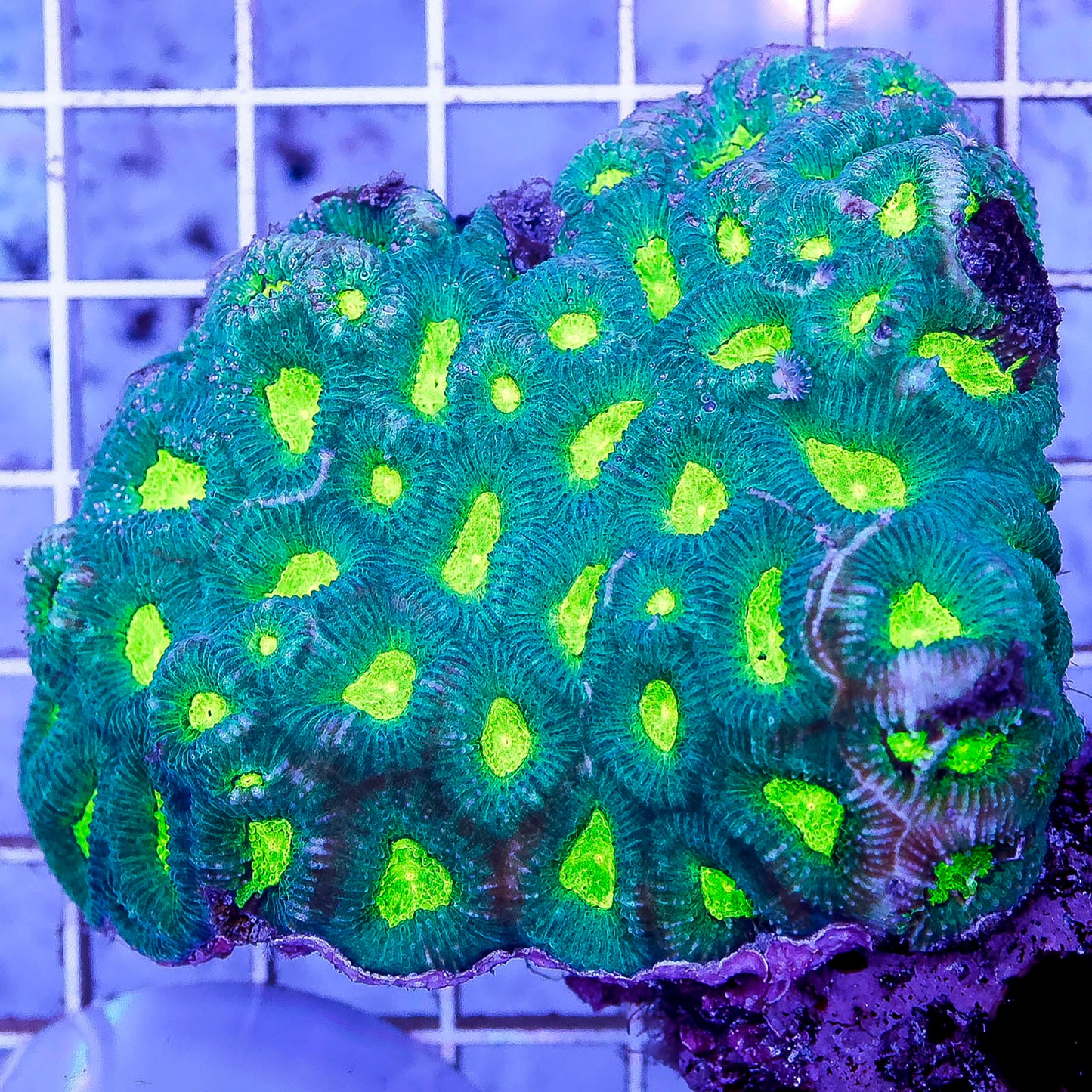 Brain Coral, Green 2.75" WYSIWYG