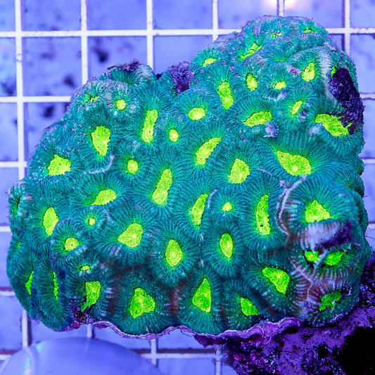 Brain Coral, Green 2.75" WYSIWYG