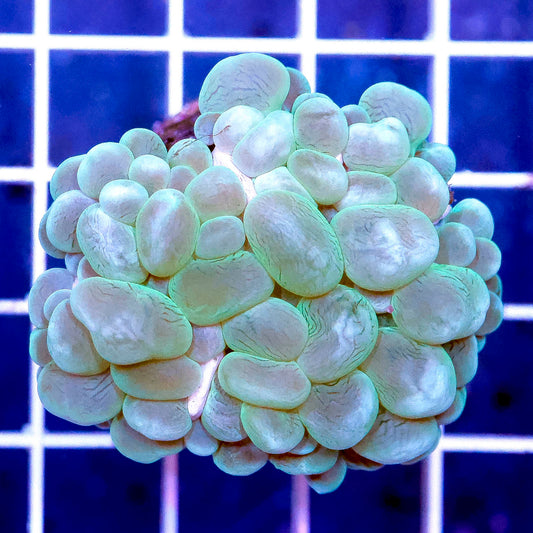 Bubble Coral, Green 1.75" WYSIWYG