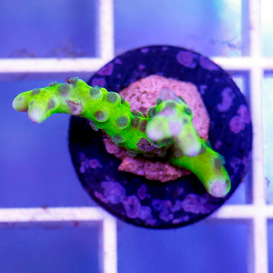 USA Aquacultured Acropora Coral 1" WYSIWYG
