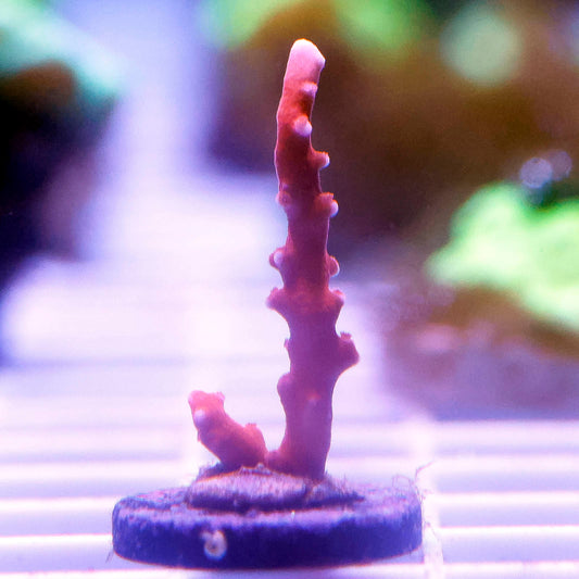 USA Aquacultured Acropora Coral 1" WYSIWYG