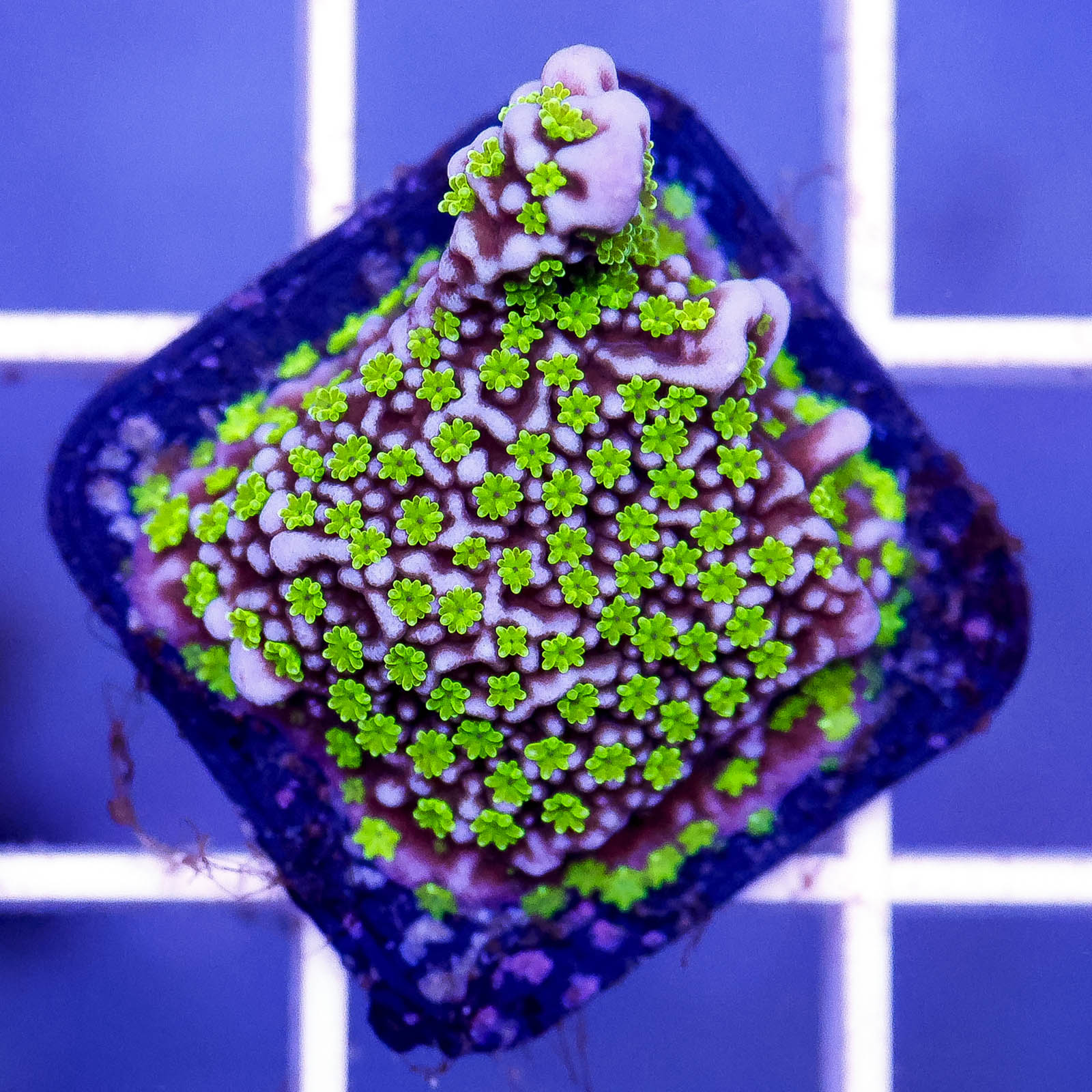 Products – Page 124 – LiveAquaria