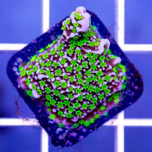 Montipora Coral - USA Aquacultured .5" WYSIWYG