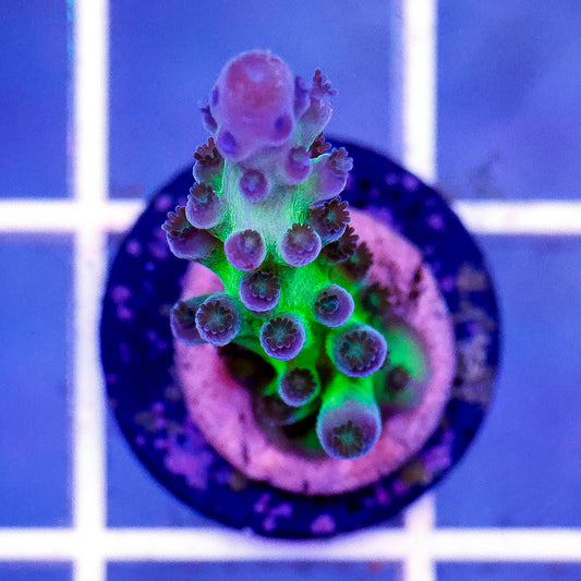 USA Aquacultured Acropora Coral 1" WYSIWYG