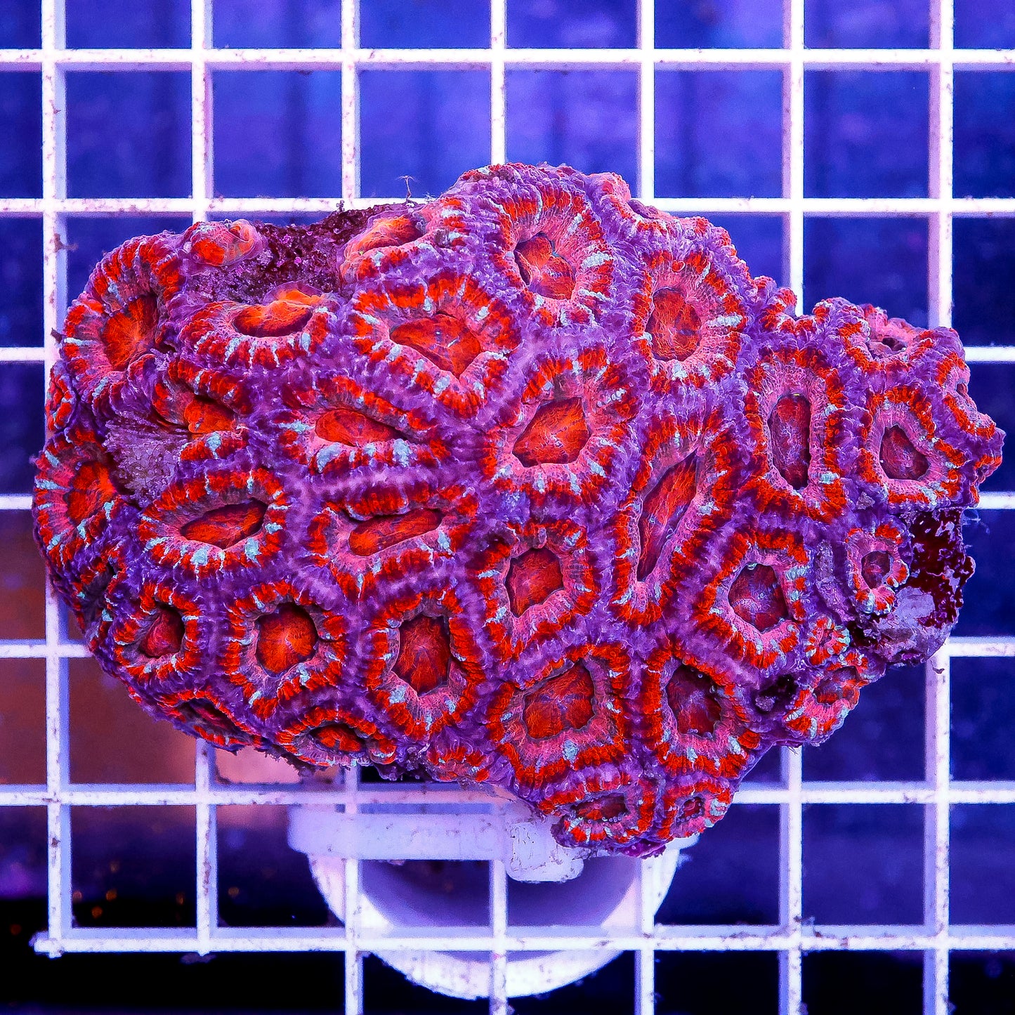 Acan Lord Coral Tri Color Australia 3" WYSIWYG