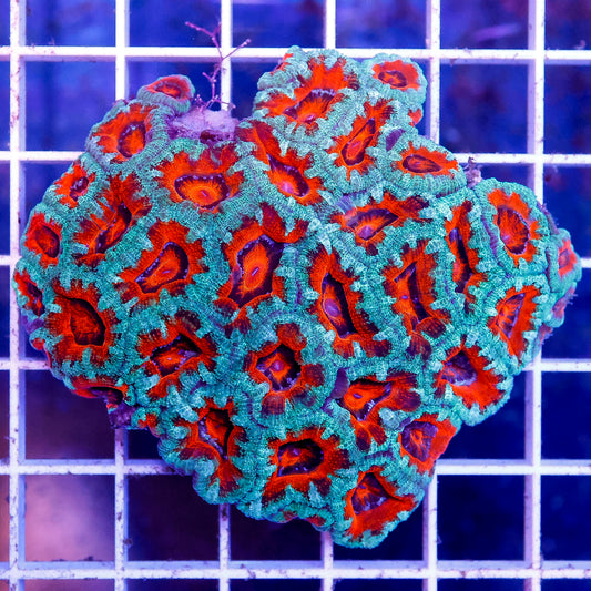 Acan Lord Coral Tri Color Australia 2.5" WYSIWYG