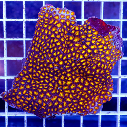 Orange Eye Leptastrea Coral 3" WYSIWYG