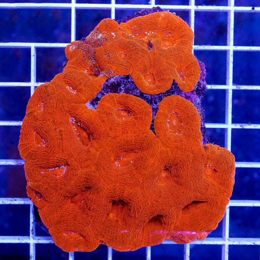 Australian Bowerbanki Coral, Red/Orange 3" WYSIWYG