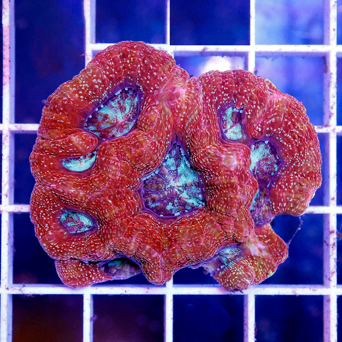 Australian Bowerbanki Coral 2" WYSIWYG