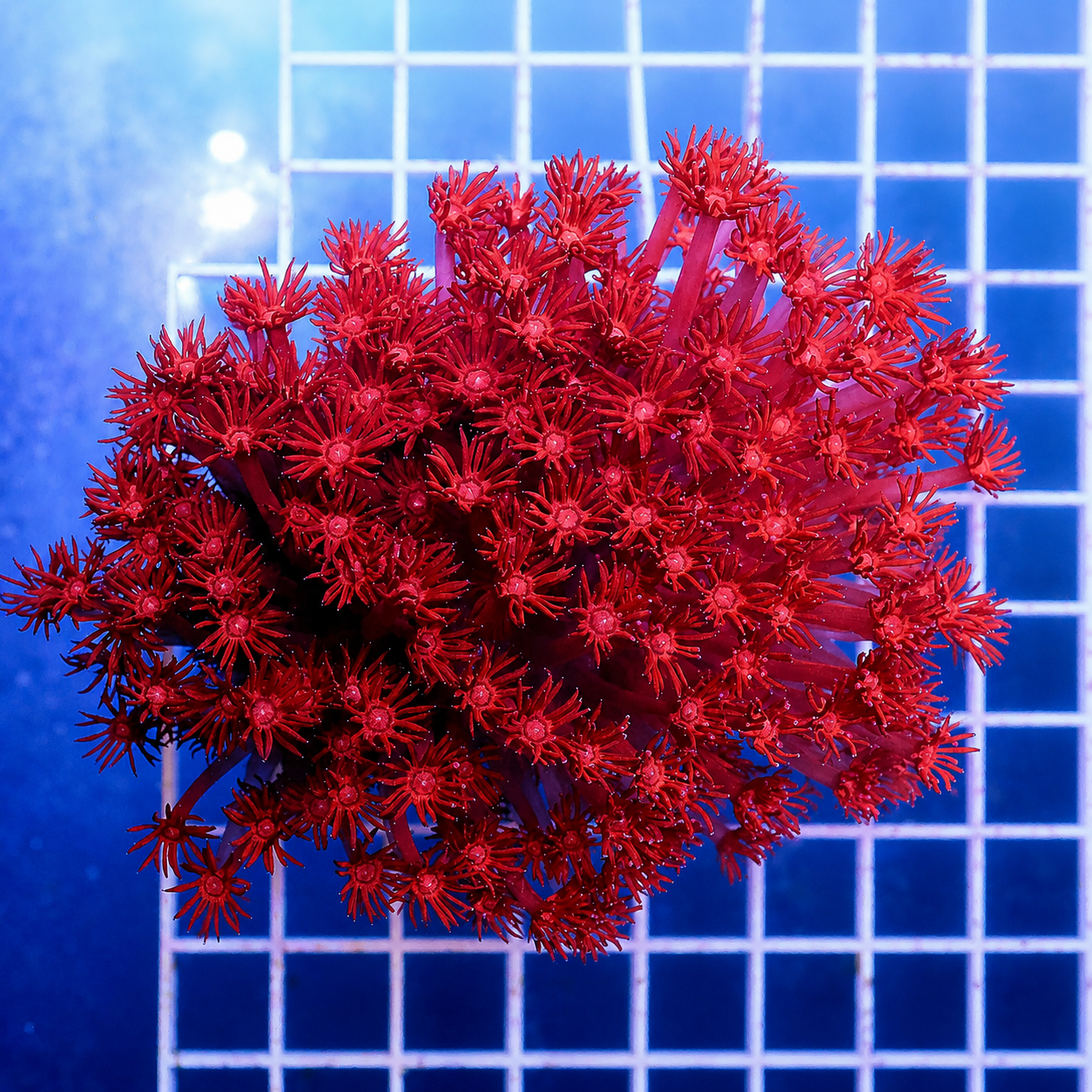 Flower Pot Coral, Red 4" WYSIWYG