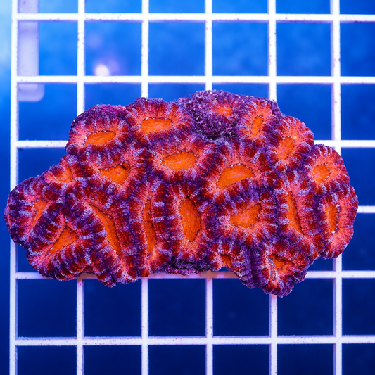 Acan Lord Coral Tri Color Australia 2.5" WYSIWYG