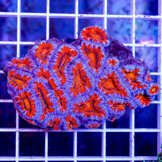 Acan Lord Coral Tri Color Australia 2.5" WYSIWYG