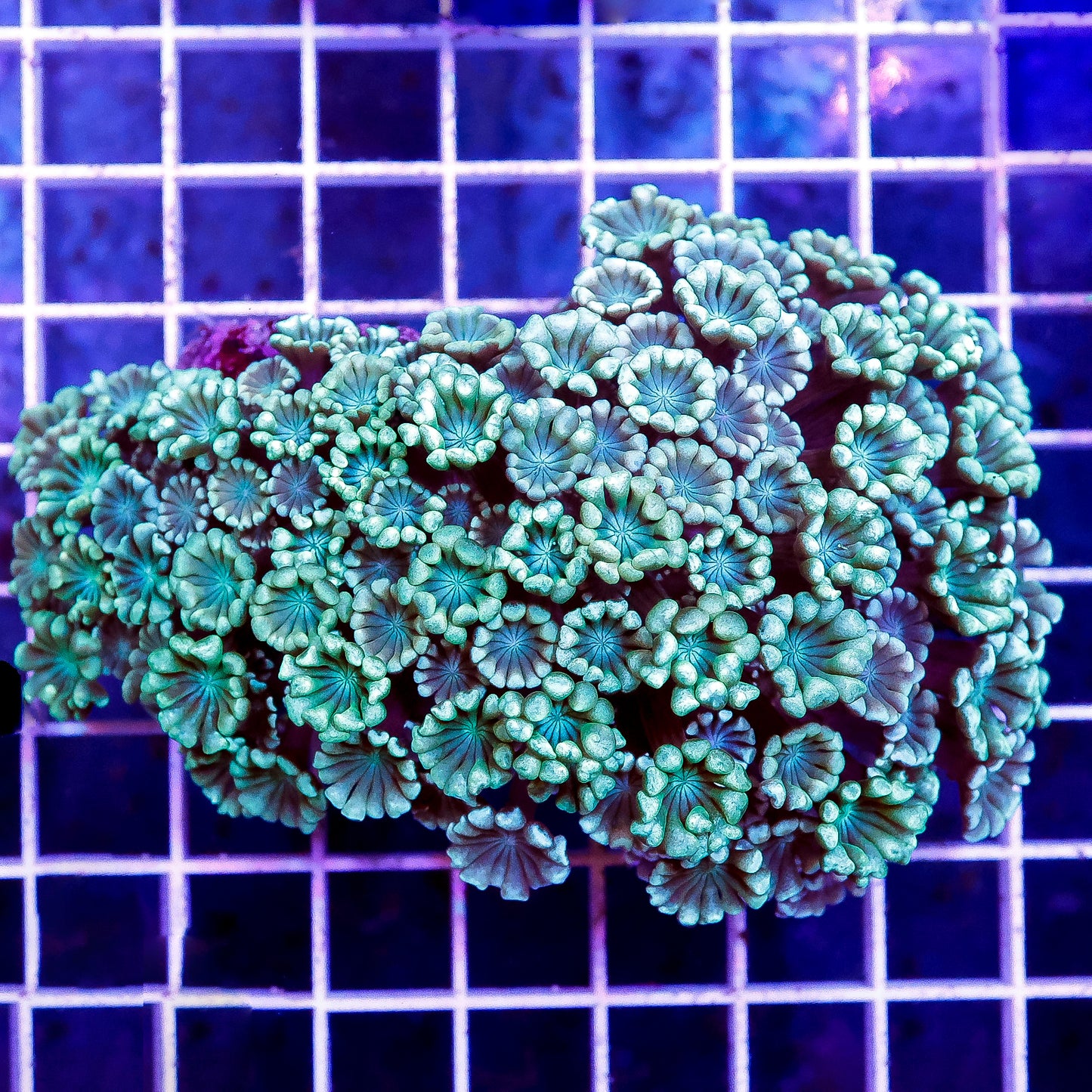 Alveopora Coral 3.5" WYSIWYG