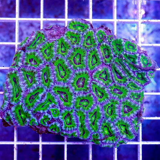 Acan Lord Coral Double Color Australia 2.75" WYSIWYG