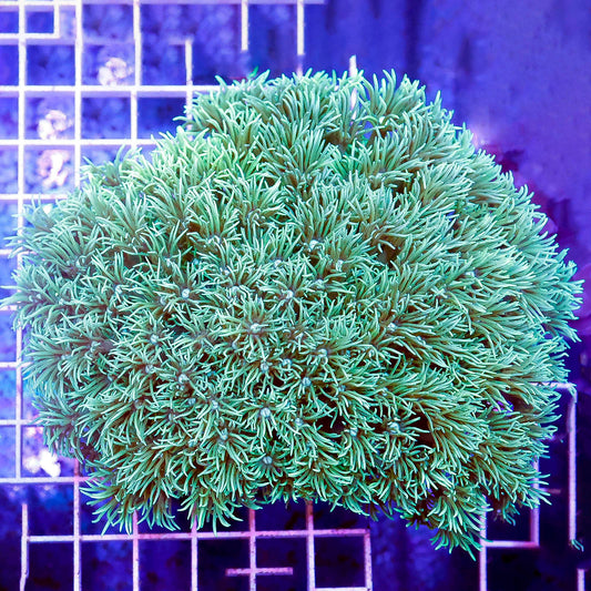Flower Pot Coral, Metallic Green 4.5" WYSIWYG