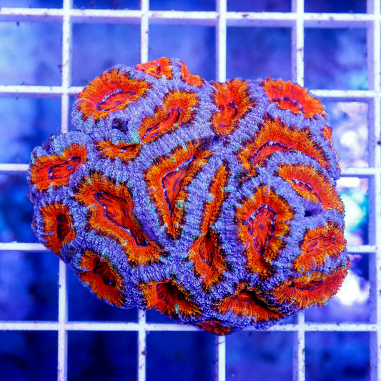 Acan Lord Coral Tri Color Australia 2" WYSIWYG
