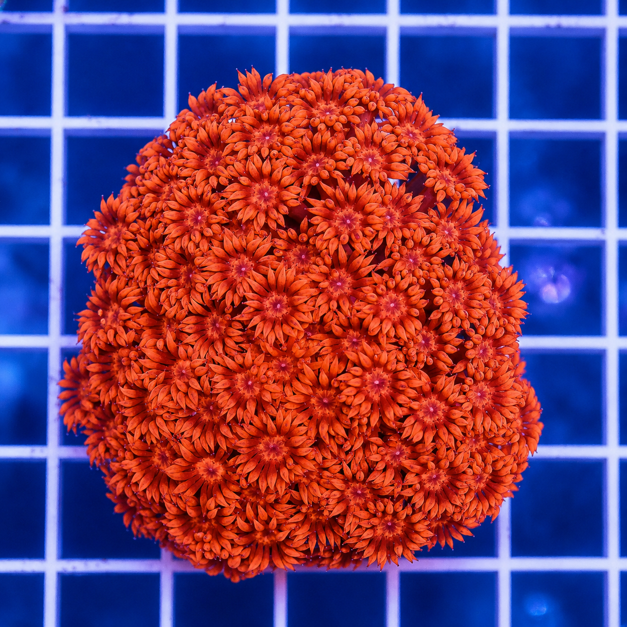 Flower Pot Coral, Red 2.25" WYSIWYG