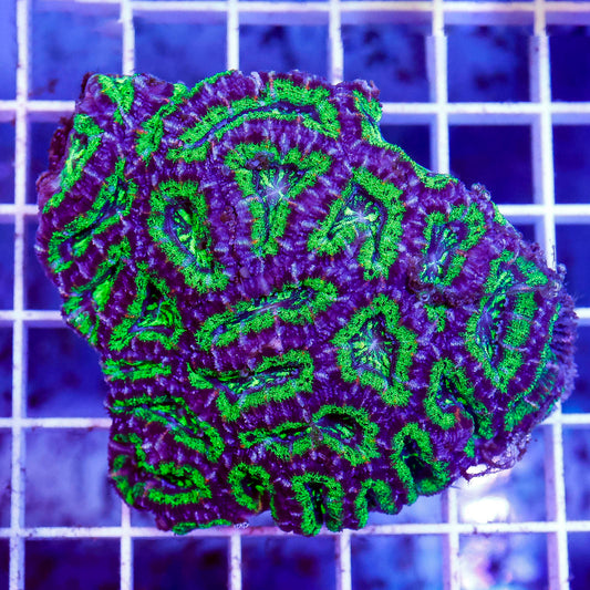 Acan Lord Coral Double Color Australia 2.5" WYSIWYG