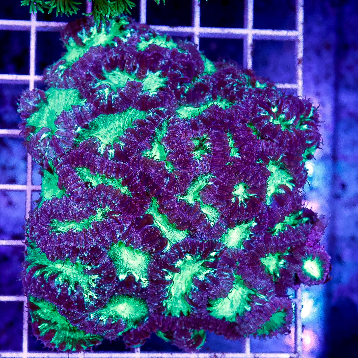 Blastomussa Coral Indonesia 3" WYSIWYG