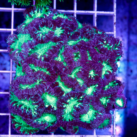 Blastomussa Coral Indonesia 3" WYSIWYG