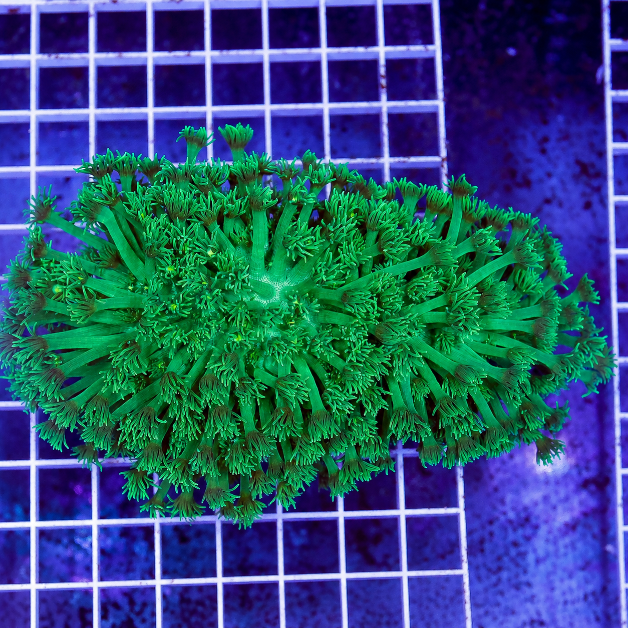 Flower Pot Coral, Metallic Green 4.5" WYSIWYG