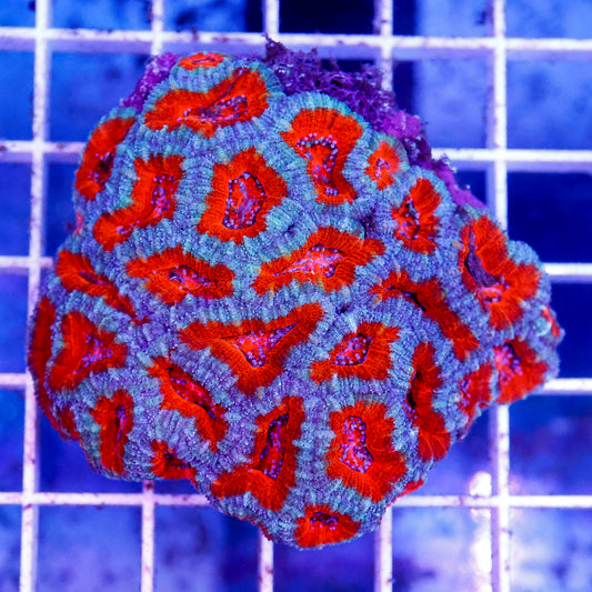 Acan Lord Coral Tri Color Australia 2.25" WYSIWYG
