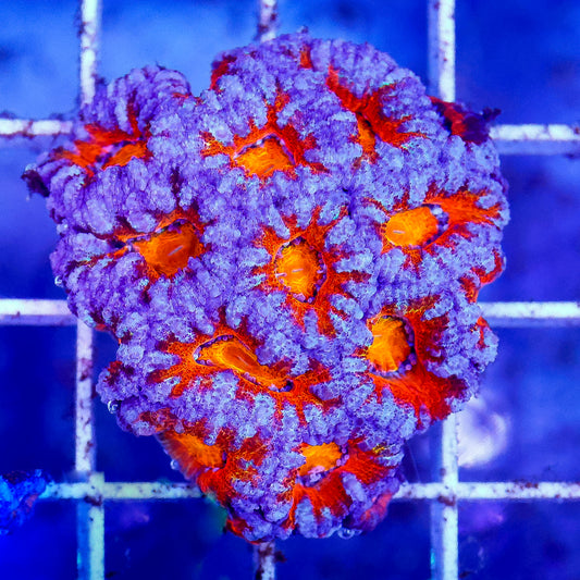 Acan Lord Coral Tri Color Australia 1.5" WYSIWYG