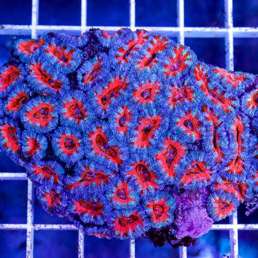 Acan Lord Coral Tri Color Australia 3" WYSIWYG