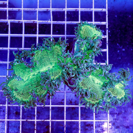 Elegance Coral 4" WYSIWYG