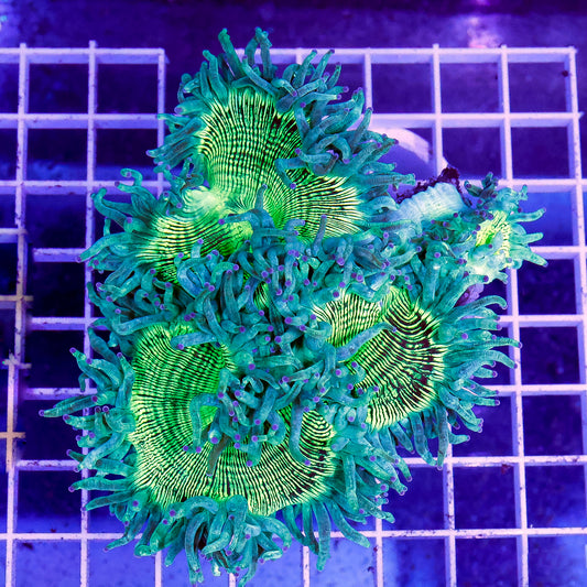 Elegance Coral 4" WYSIWYG