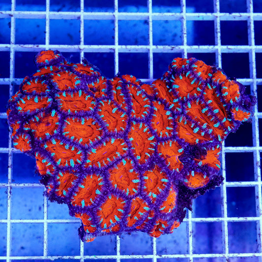 Acan Lord Coral Tri Color Australia 3.5" WYSIWYG