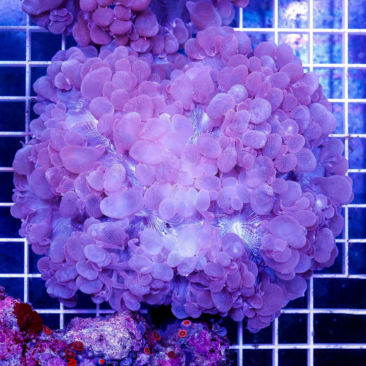 Bubble Coral 4.5" WYSIWYG