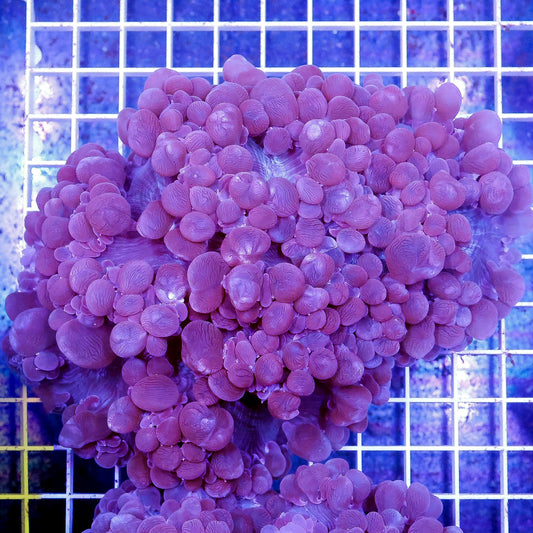 Bubble Coral 5.5" WYSIWYG
