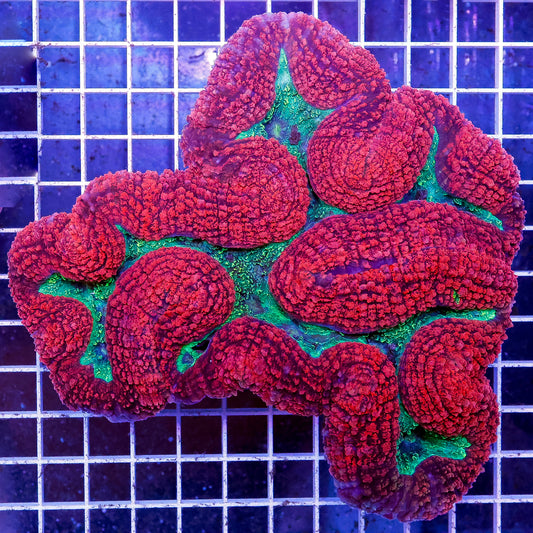 Lobophyllia Coral 5.5" WYSIWYG