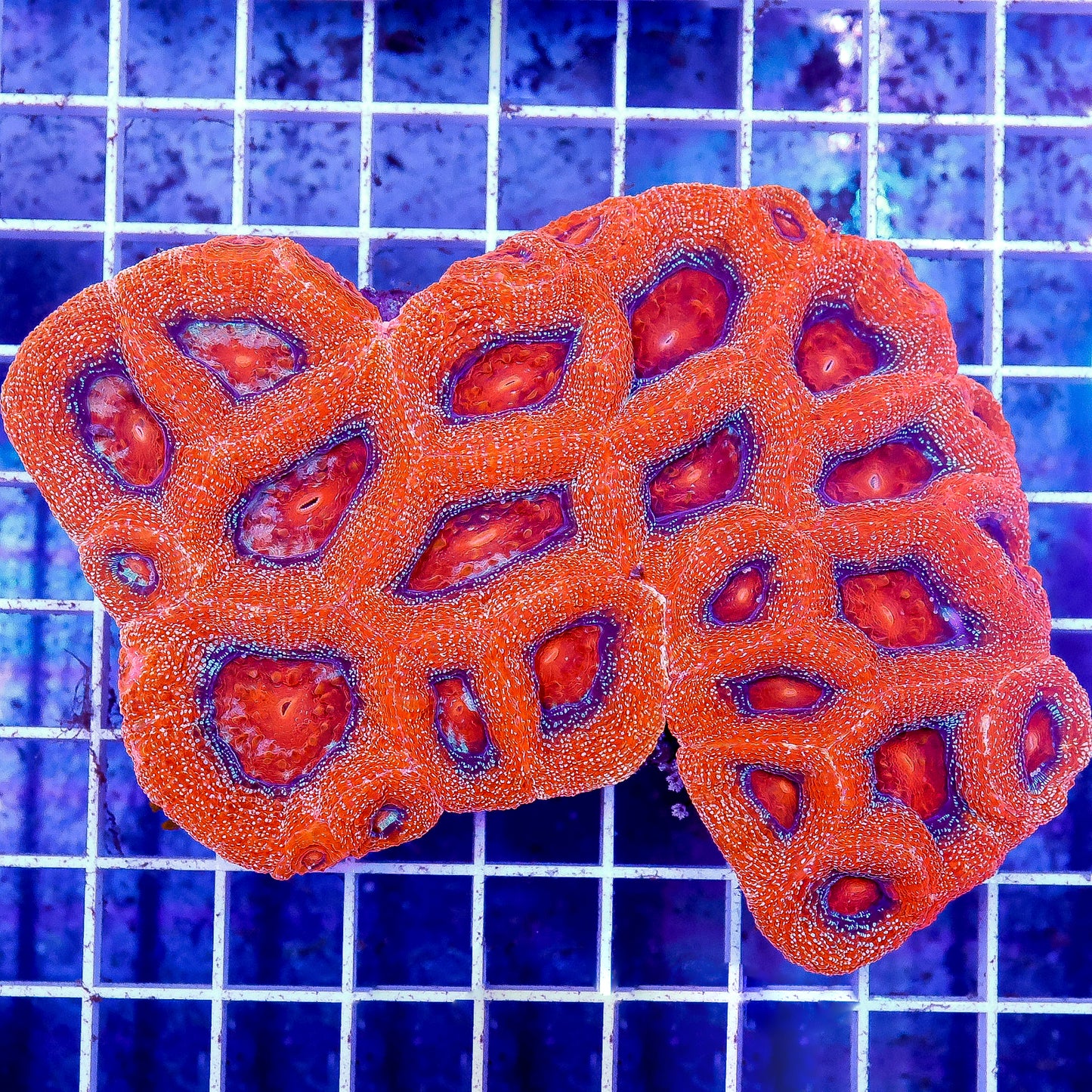 Australian Bowerbanki Coral, Red/Orange 4" WYSIWYG