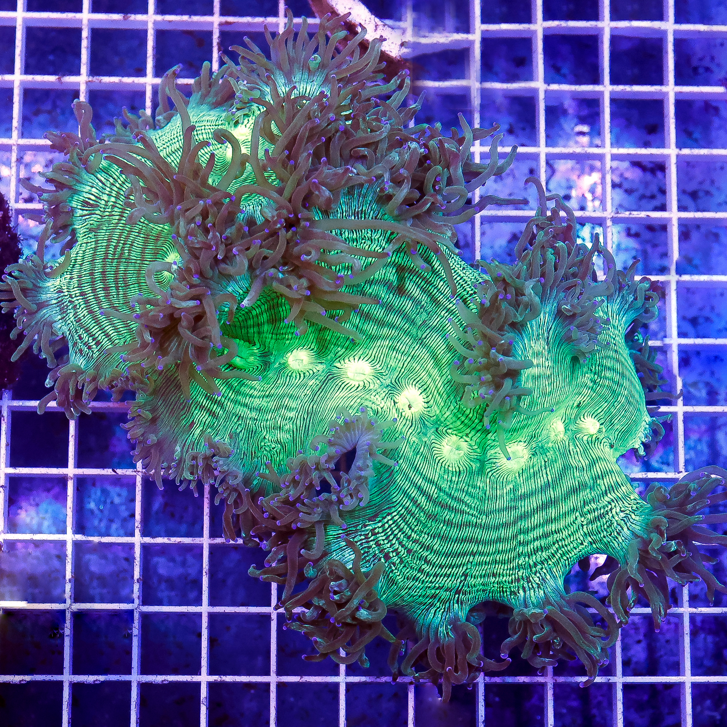 Elegance Coral 5" WYSIWYG