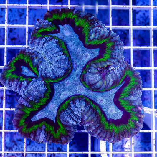 Lobophyllia Coral 3.25" WYSIWYG