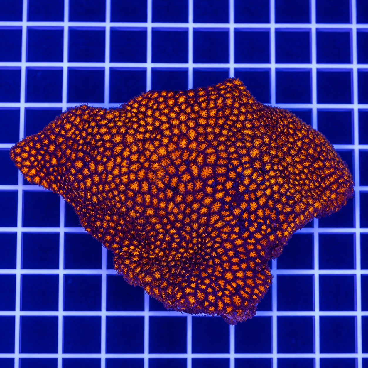 Orange Eye Leptastrea Coral 4" WYSIWYG